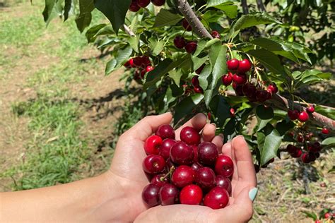 Jl farms u-pick cherries  Head to Yakima's beautiful West Valley for an incredible variety of u-pick produce